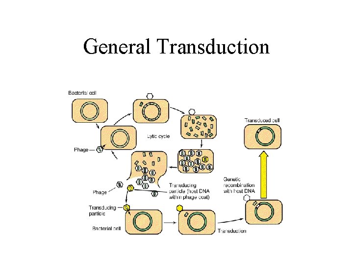 General Transduction 