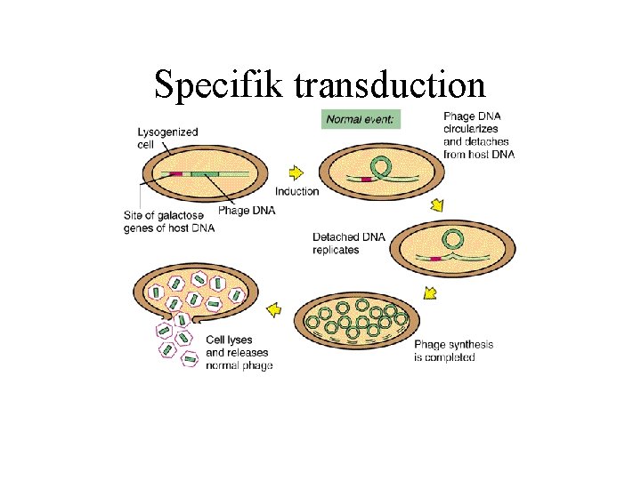 Specifik transduction 