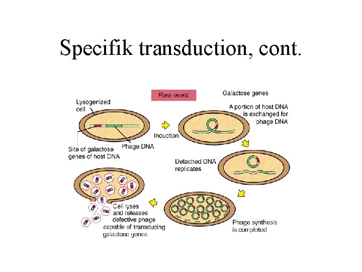 Specifik transduction, cont. 