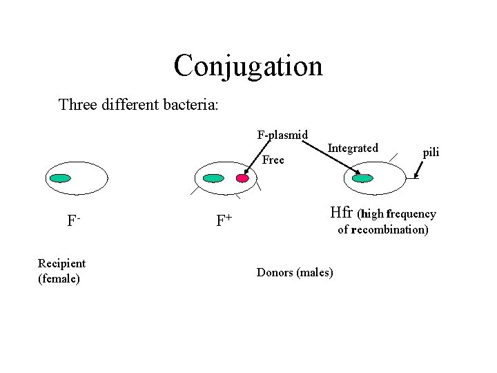 Conjugation Three different bacteria: F-plasmid Free FRecipient (female) F+ Integrated pili Hfr (high frequency