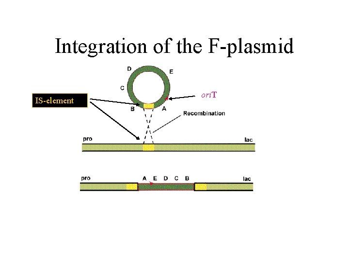 Integration of the F-plasmid IS-element ori. T 