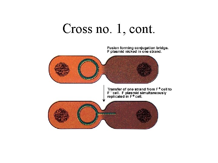 Cross no. 1, cont. 