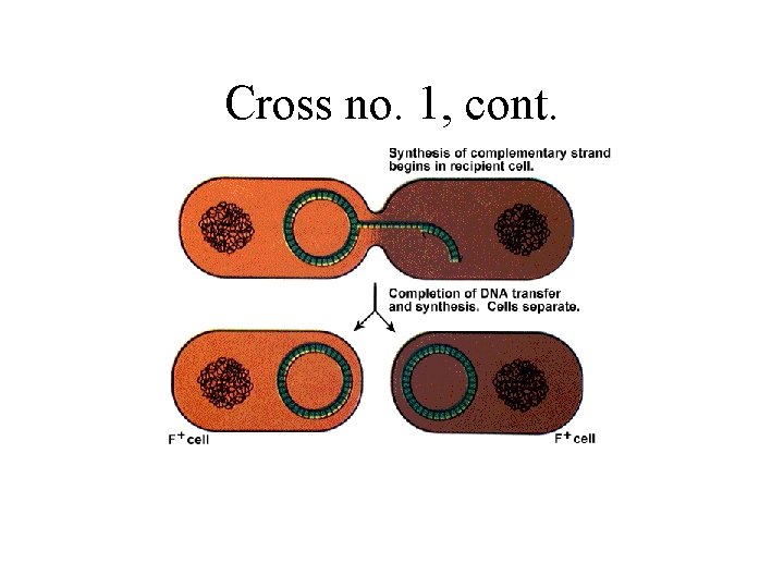 Cross no. 1, cont. 