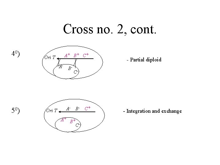 Cross no. 2, cont. 40) A+ B+ C+ Ori T A- 50) Ori T