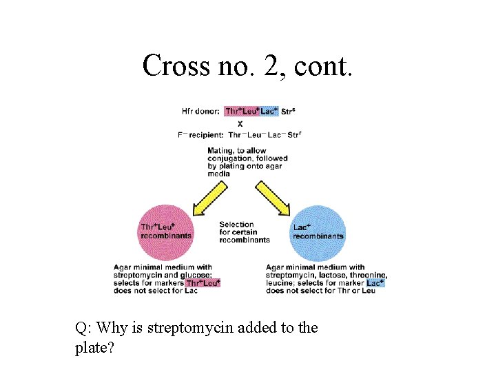 Cross no. 2, cont. Q: Why is streptomycin added to the plate? 
