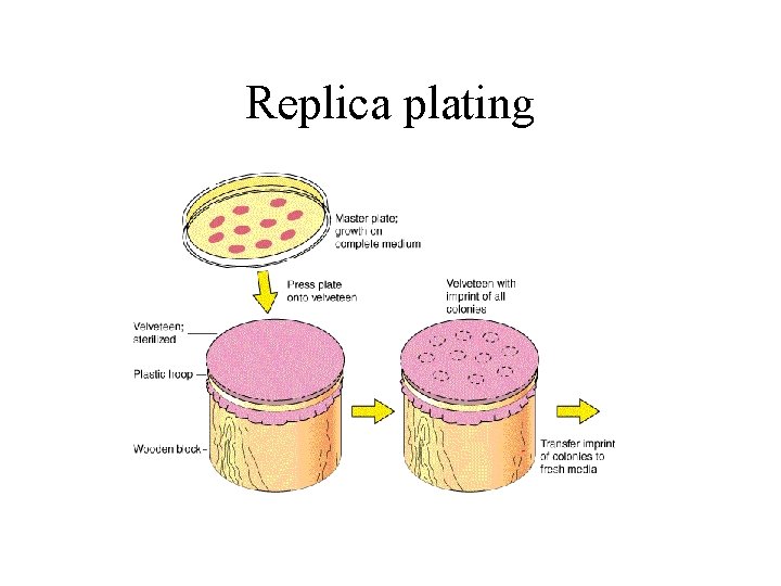 Replica plating 