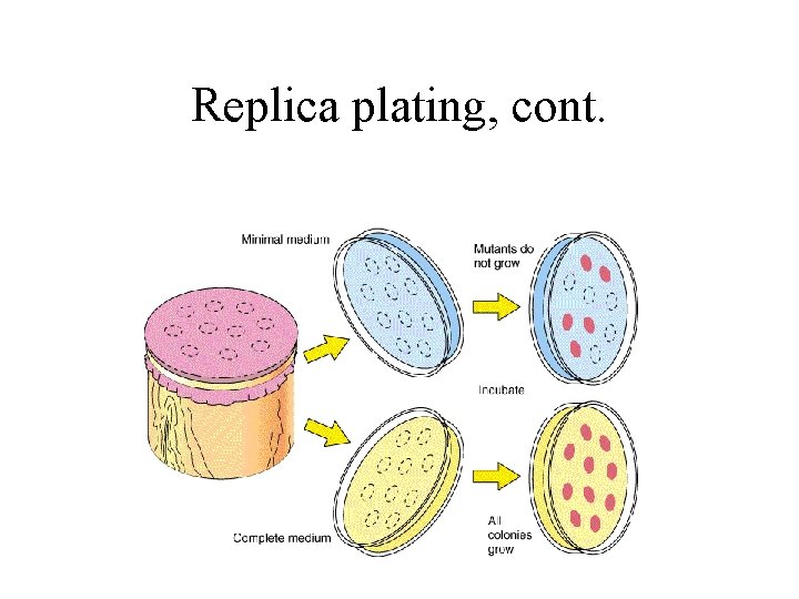 Replica plating, cont. 