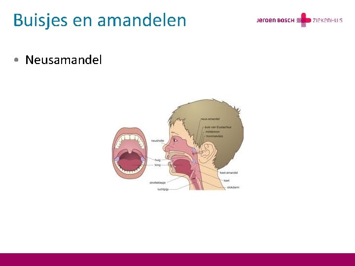 Buisjes en amandelen • Neusamandel 