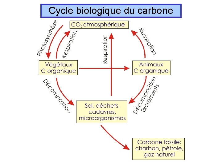Cycle biologique du carbone 