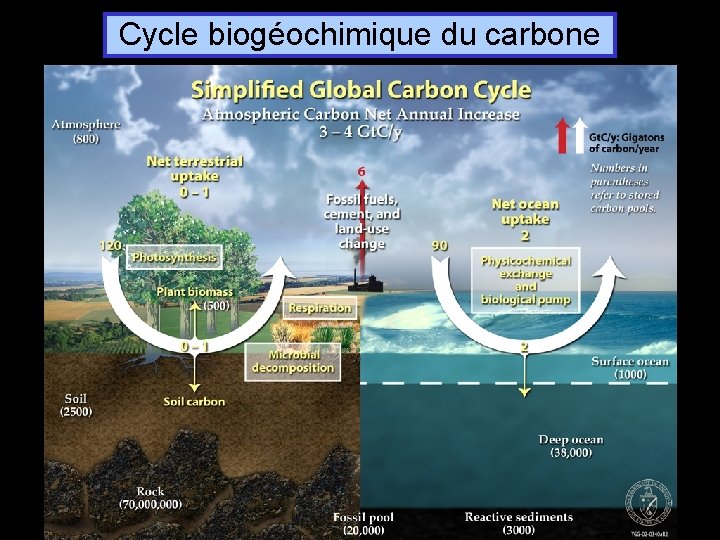 Cycle biogéochimique du carbone 