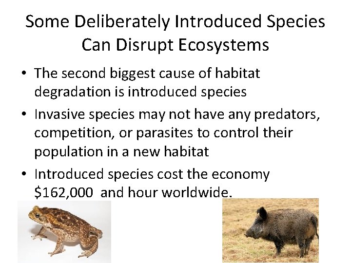 Some Deliberately Introduced Species Can Disrupt Ecosystems • The second biggest cause of habitat