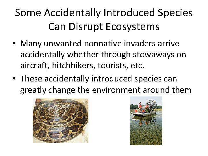 Some Accidentally Introduced Species Can Disrupt Ecosystems • Many unwanted nonnative invaders arrive accidentally