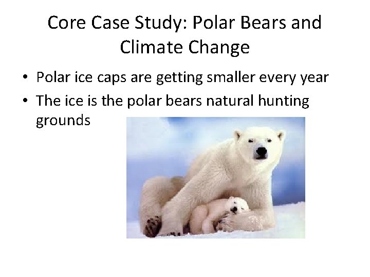 Core Case Study: Polar Bears and Climate Change • Polar ice caps are getting