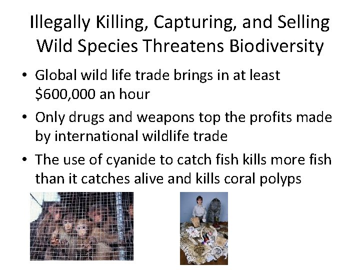 Illegally Killing, Capturing, and Selling Wild Species Threatens Biodiversity • Global wild life trade