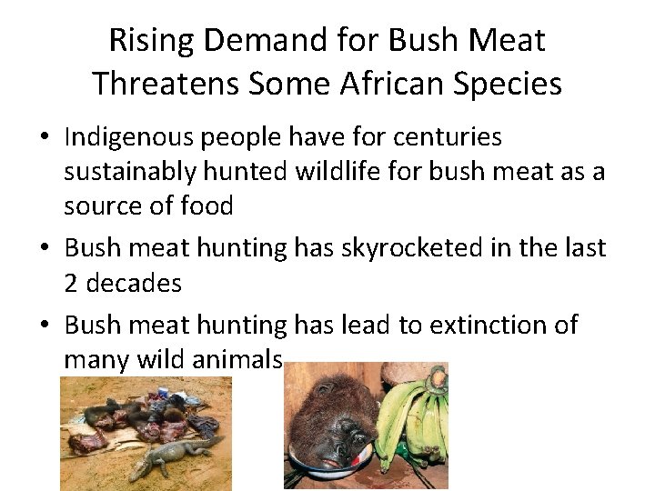 Rising Demand for Bush Meat Threatens Some African Species • Indigenous people have for