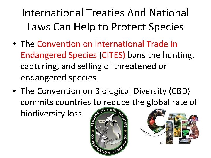 International Treaties And National Laws Can Help to Protect Species • The Convention on