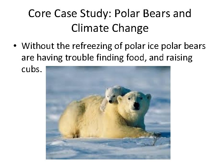 Core Case Study: Polar Bears and Climate Change • Without the refreezing of polar