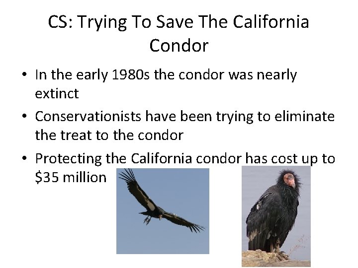 CS: Trying To Save The California Condor • In the early 1980 s the