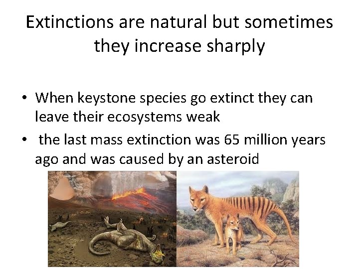 Extinctions are natural but sometimes they increase sharply • When keystone species go extinct