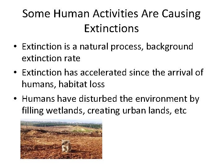 Some Human Activities Are Causing Extinctions • Extinction is a natural process, background extinction