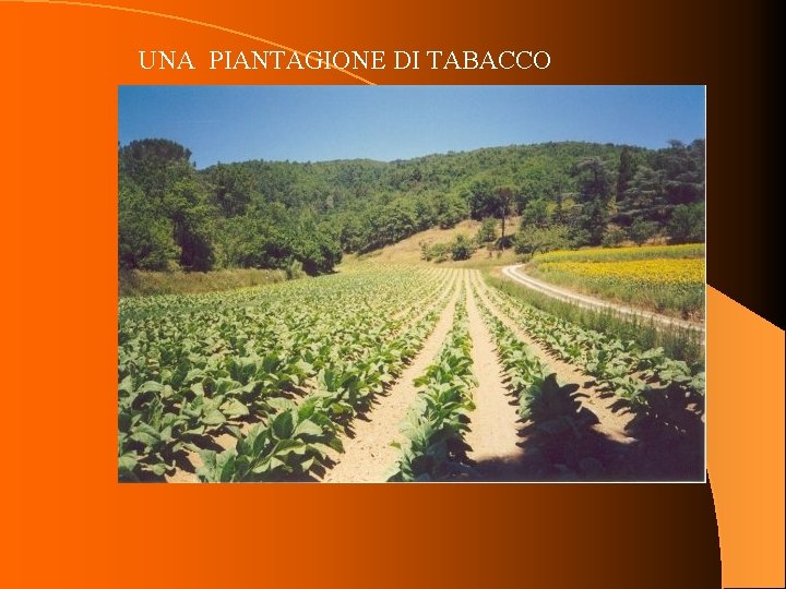 UNA PIANTAGIONE DI TABACCO 