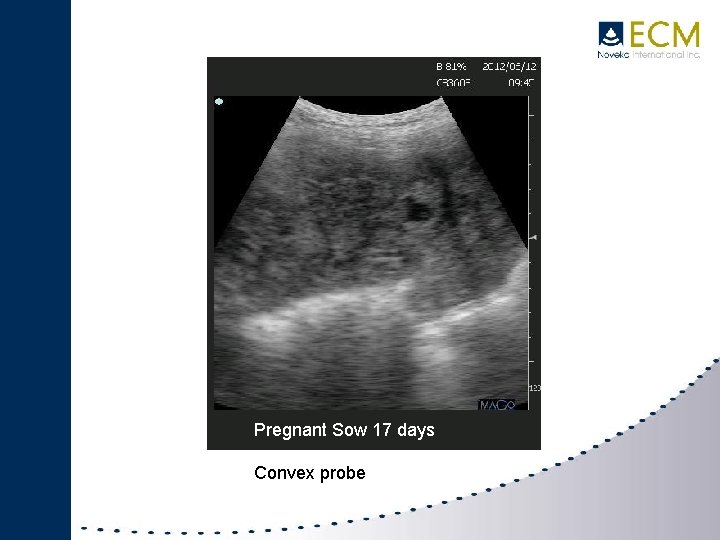 Pregnant Sow 17 days Convex probe 