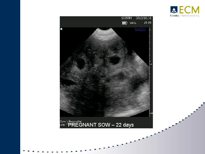 IMAGO SWINE PREGNANT SOW – 22 days 