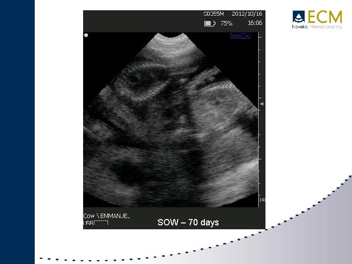 IMAGO SWINE SOW – 70 days 