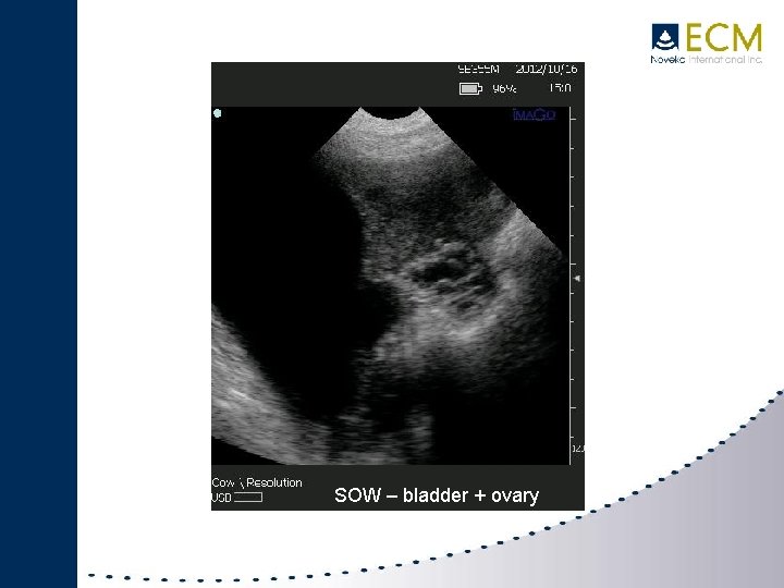 IMAGO SWINE SOW – bladder + ovary 