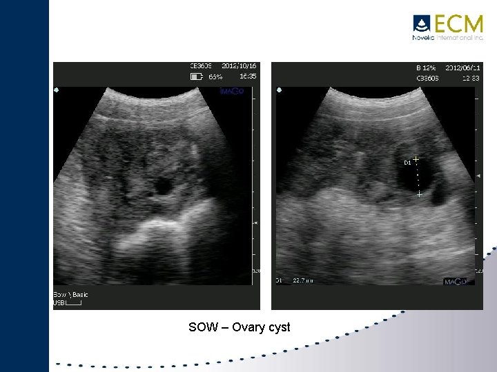 IMAGO SWINE SOW – Ovary cyst 