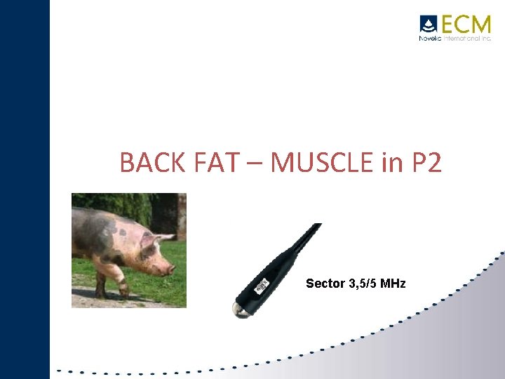 IMAGO BACK FAT – MUSCLE in P 2 SWINE Sector 3, 5/5 MHz 