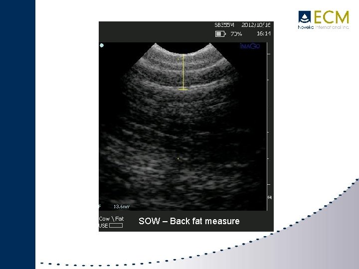 IMAGO SWINE SOW – Back fat measure 