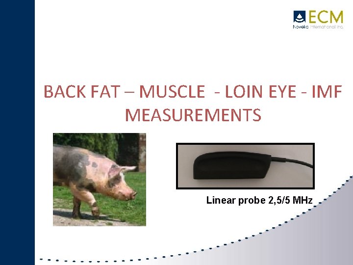 BACK FAT – MUSCLE - LOIN EYE - IMF IMAGO MEASUREMENTS SWINE Linear probe