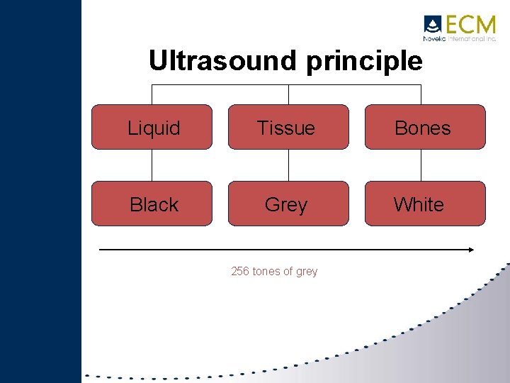Ultrasound principle Liquid Black Tissue Liqui Grey 256 tones of grey Bones White 