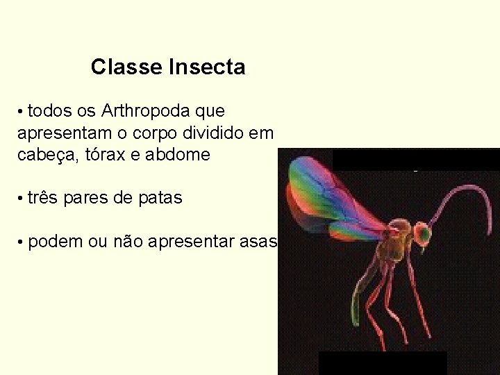 Classe Insecta • todos os Arthropoda que apresentam o corpo dividido em cabeça, tórax