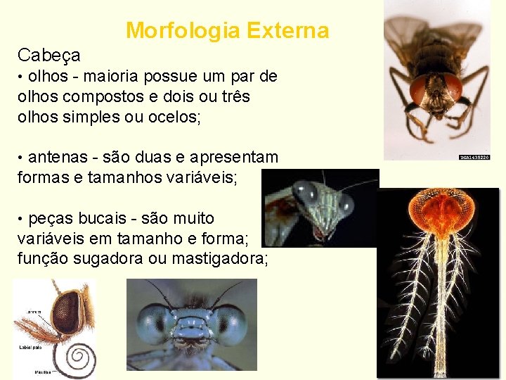 Morfologia Externa Cabeça • olhos - maioria possue um par de olhos compostos e