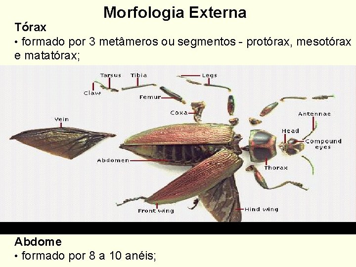 Morfologia Externa Tórax • formado por 3 metâmeros ou segmentos - protórax, mesotórax e