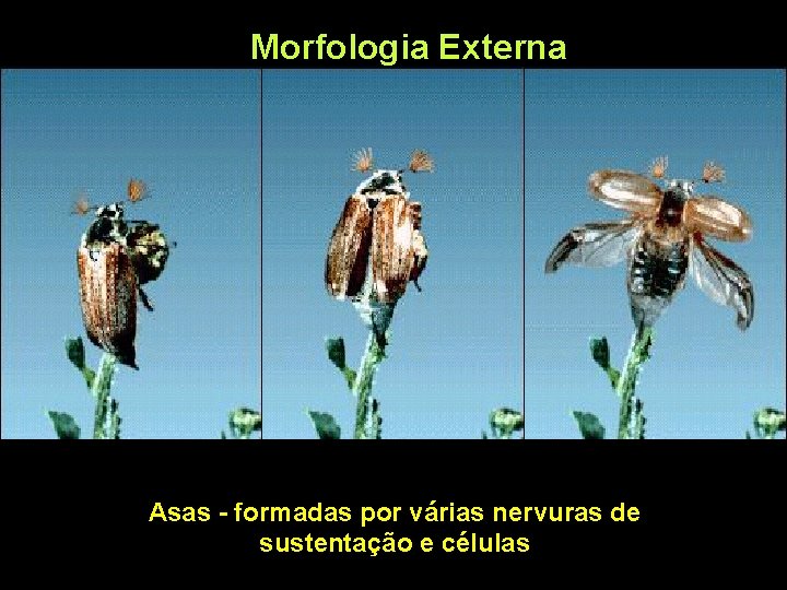 Morfologia Externa Asas - formadas por várias nervuras de sustentação e células 