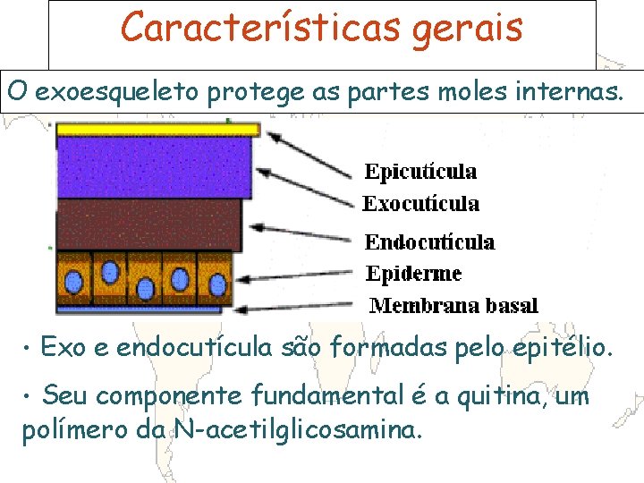 Características gerais O exoesqueleto protege as partes moles internas. • Exo e endocutícula são