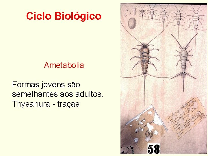 Ciclo Biológico Ametabolia Formas jovens são semelhantes aos adultos. Thysanura - traças 