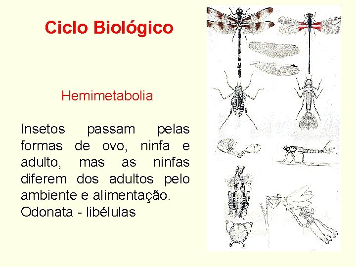 Ciclo Biológico Hemimetabolia Insetos passam pelas formas de ovo, ninfa e adulto, mas as