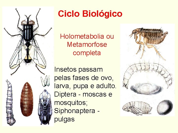 Ciclo Biológico Holometabolia ou Metamorfose completa Insetos passam pelas fases de ovo, larva, pupa