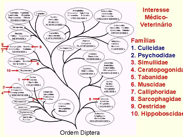 Interesse Médico. Veterinário 8 9 7 6 10 1 3 4 2 5 Ordem