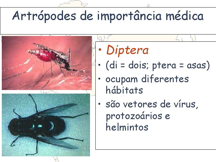 Artrópodes de importância médica • Diptera • (di = dois; ptera = asas) •