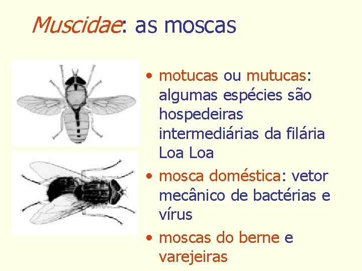 Muscidae: as moscas • motucas ou mutucas: algumas espécies são hospedeiras intermediárias da filária