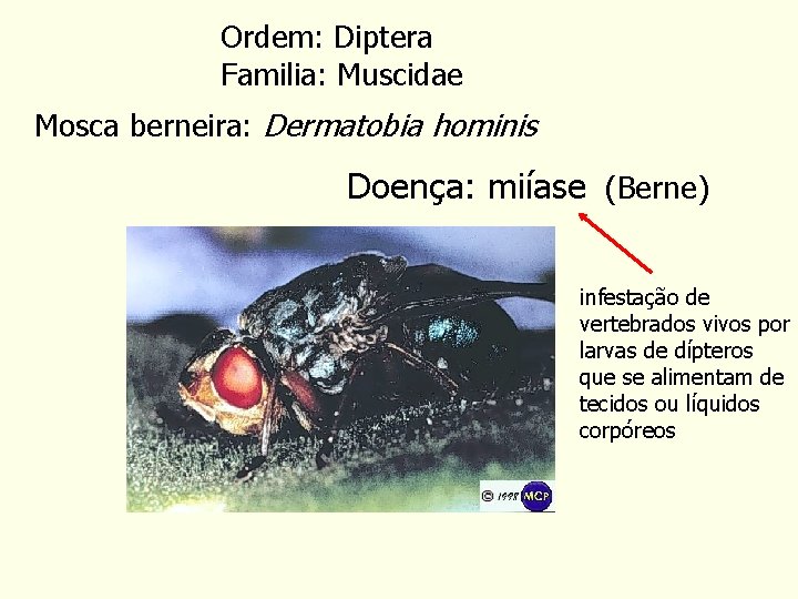 Ordem: Diptera Familia: Muscidae Mosca berneira: Dermatobia hominis Doença: miíase (Berne) infestação de vertebrados