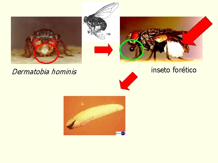 Dermatobia hominis inseto forético 