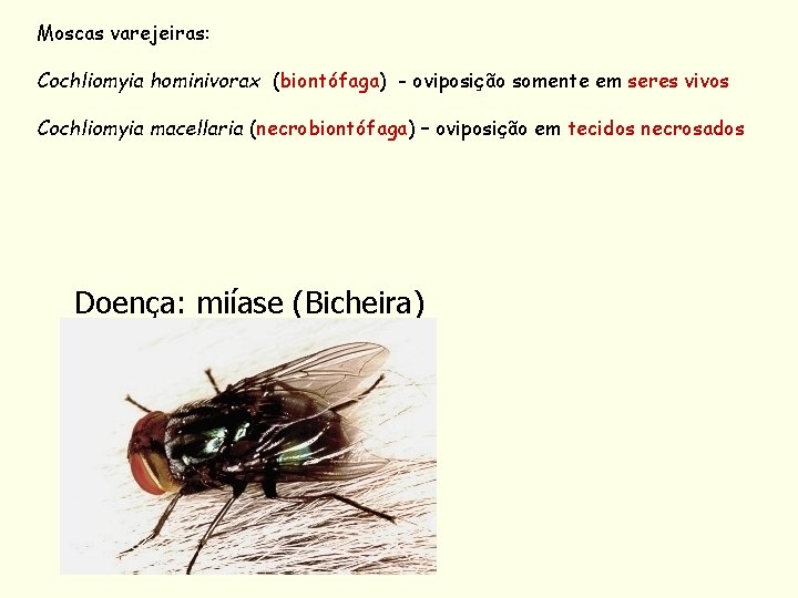 Moscas varejeiras: Cochliomyia hominivorax (biontófaga) - oviposição somente em seres vivos Cochliomyia macellaria (necrobiontófaga)