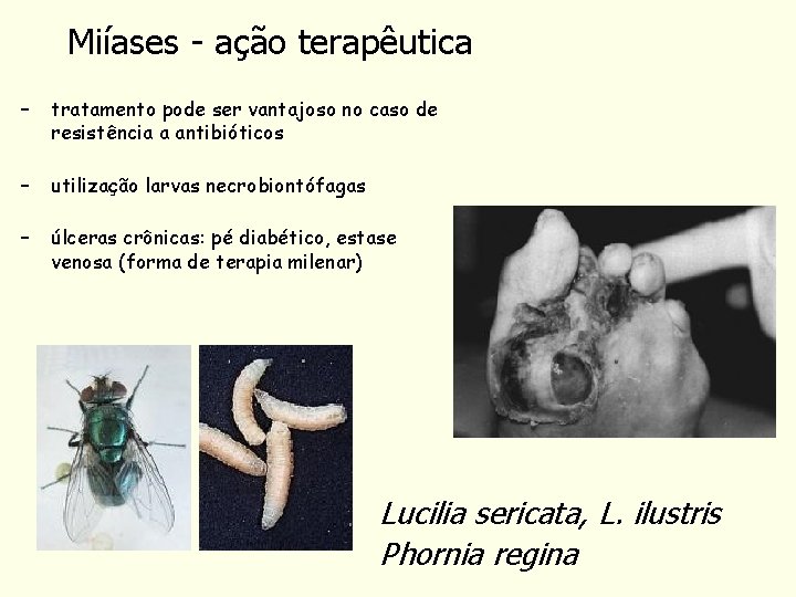 Miíases - ação terapêutica – tratamento pode ser vantajoso no caso de resistência a