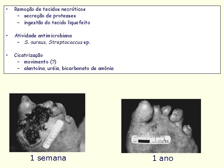  • Remoção de tecidos necróticos – secreção de proteases – ingestão do tecido